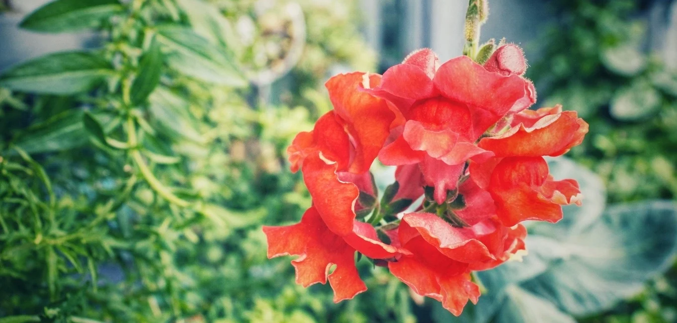 Bl&uuml;hendes L&ouml;wenm&auml;ulchen