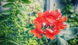 Bl&uuml;hendes L&ouml;wenm&auml;ulchen