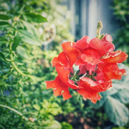 Blühendes Löwenmäulchen