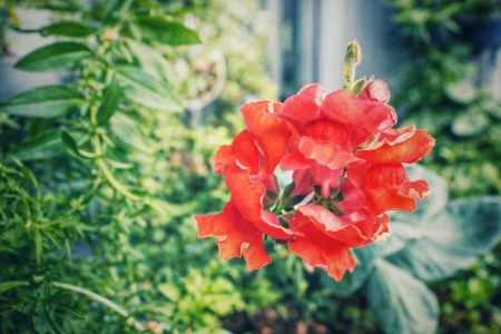 Blühendes Löwenmäulchen