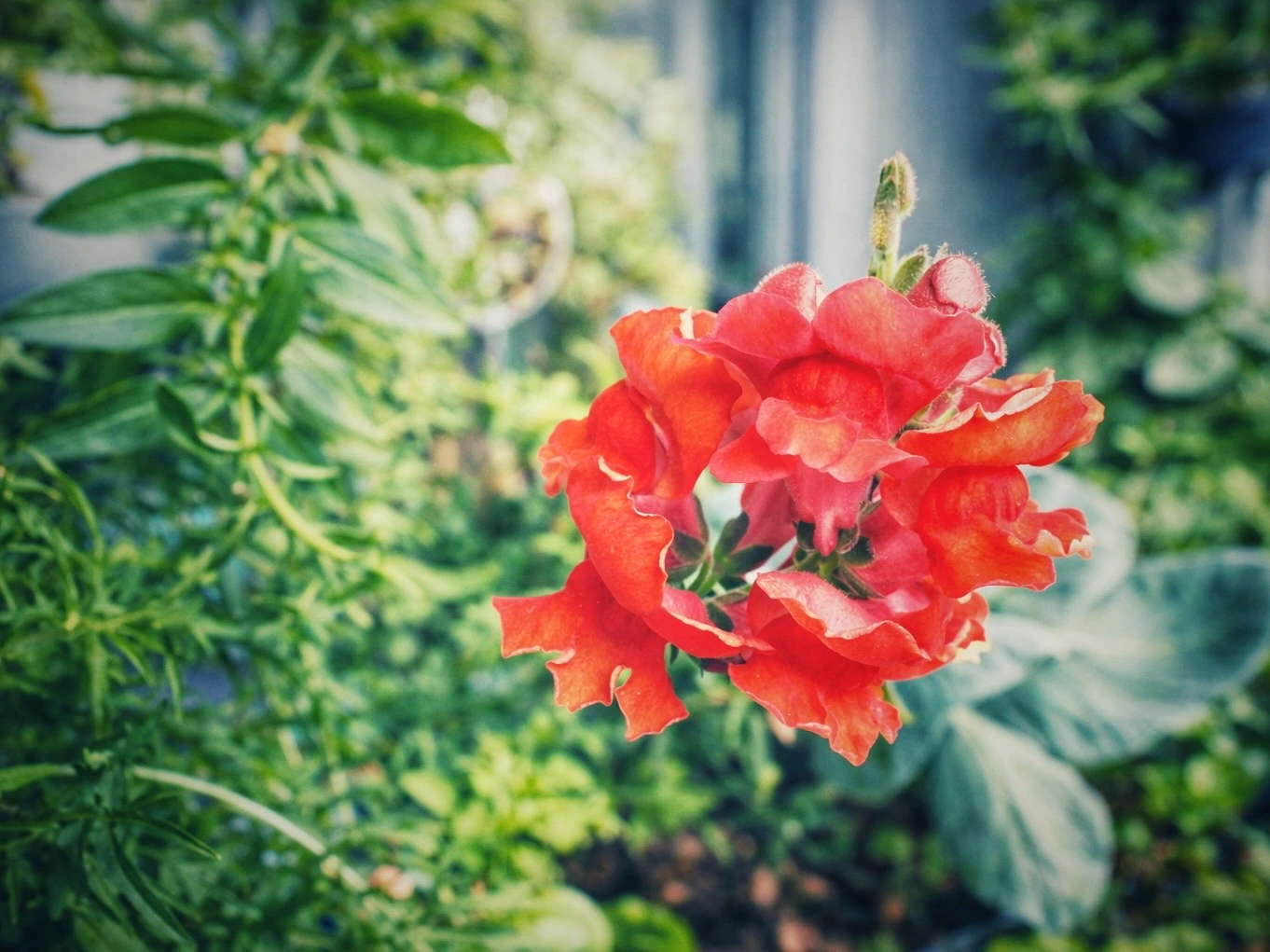 Blühendes Löwenmäulchen