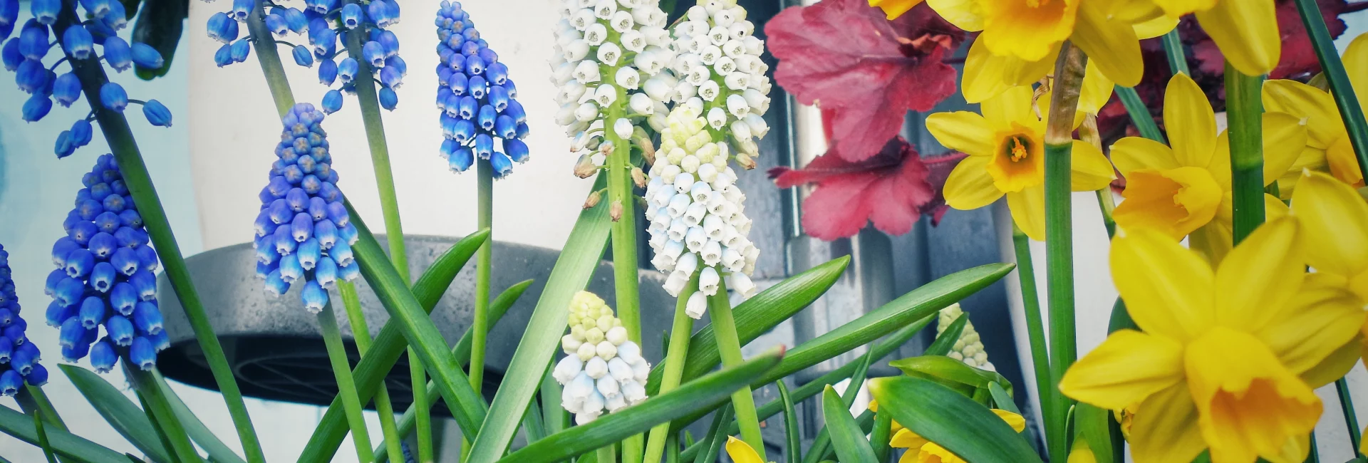 Gelbe Narzissen und blaue sowie wei&szlig;e Traubenhyazinthen im Balkonkasten im fr&uuml;hen Fr&uuml;hling