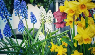Gelbe Narzissen und blaue sowie wei&szlig;e Traubenhyazinthen im Balkonkasten im fr&uuml;hen Fr&uuml;hling