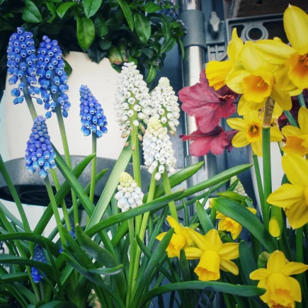 Gelbe Narzissen und blaue sowie wei&szlig;e Traubenhyazinthen im Balkonkasten im fr&uuml;hen Fr&uuml;hling