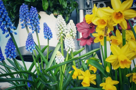 Gelbe Narzissen und blaue sowie weiße Traubenhyazinthen im Balkonkasten im frühen Frühling