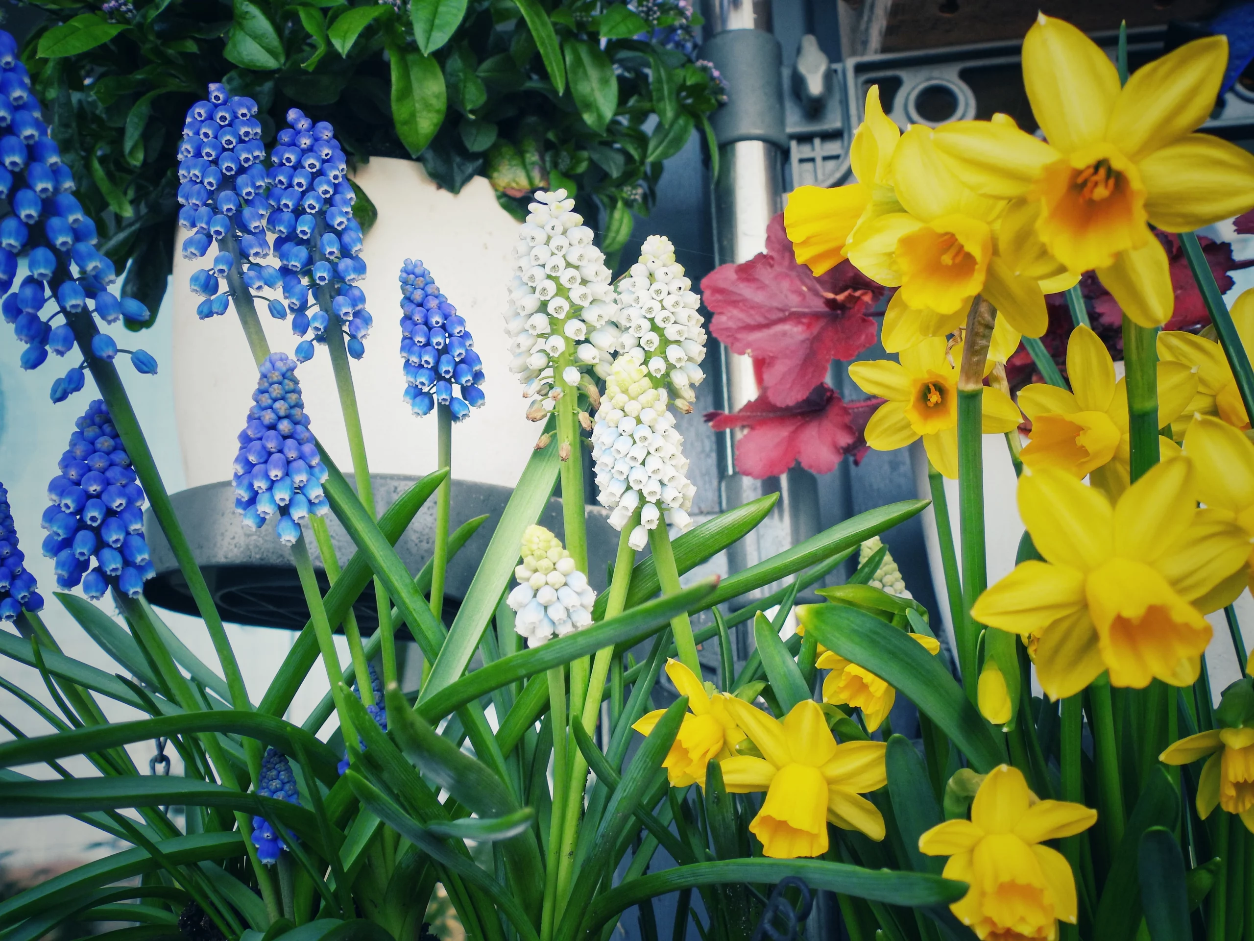 Gelbe Narzissen und blaue sowie wei&szlig;e Traubenhyazinthen im Balkonkasten im fr&uuml;hen Fr&uuml;hling