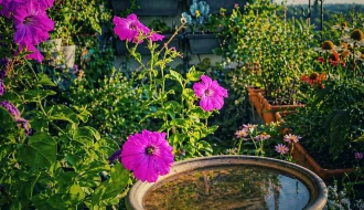 Blühender Balkon mit pinken Petunien und kleiner Wasserschale im Vordergrund