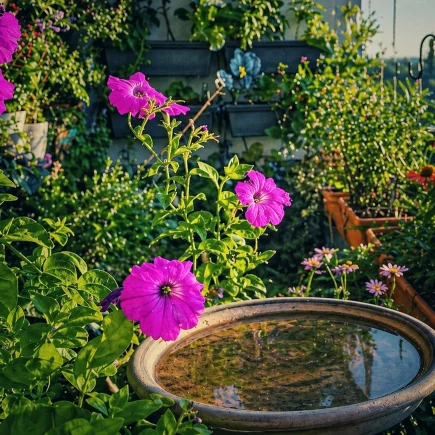 Bl&uuml;hender Balkon mit pinken Petunien und kleiner Wasserschale im Vordergrund