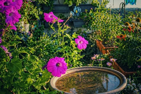 Blühender Balkon mit pinken Petunien und kleiner Wasserschale im Vordergrund