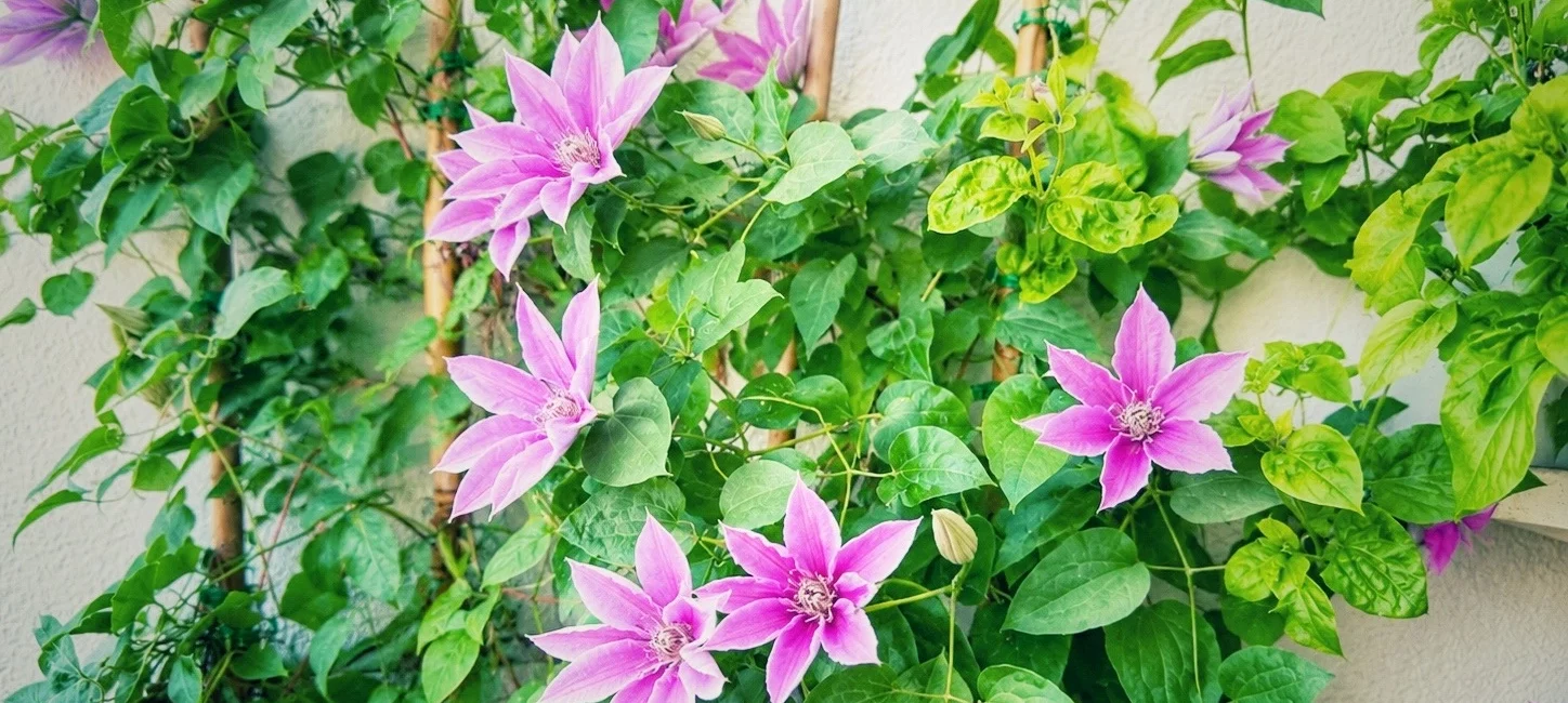 Mehrere pinke Clematis-Blüten an Rankhilfe auf dem Balkon zwischen grünen Blättern
