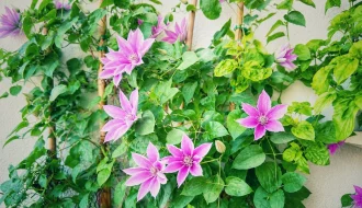 Mehrere pinke Clematis-Blüten an Rankhilfe auf dem Balkon zwischen grünen Blättern