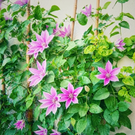 Mehrere pinke Clematis-Blüten an Rankhilfe auf dem Balkon zwischen grünen Blättern