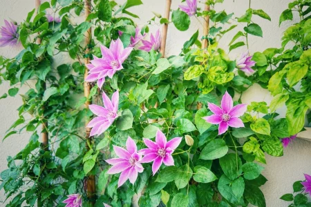 Mehrere pinke Clematis-Bl&uuml;ten an Rankhilfe auf dem Balkon zwischen gr&uuml;nen Bl&auml;ttern