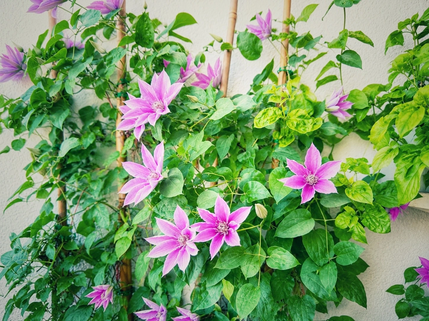 Mehrere pinke Clematis-Blüten an Rankhilfe auf dem Balkon zwischen grünen Blättern