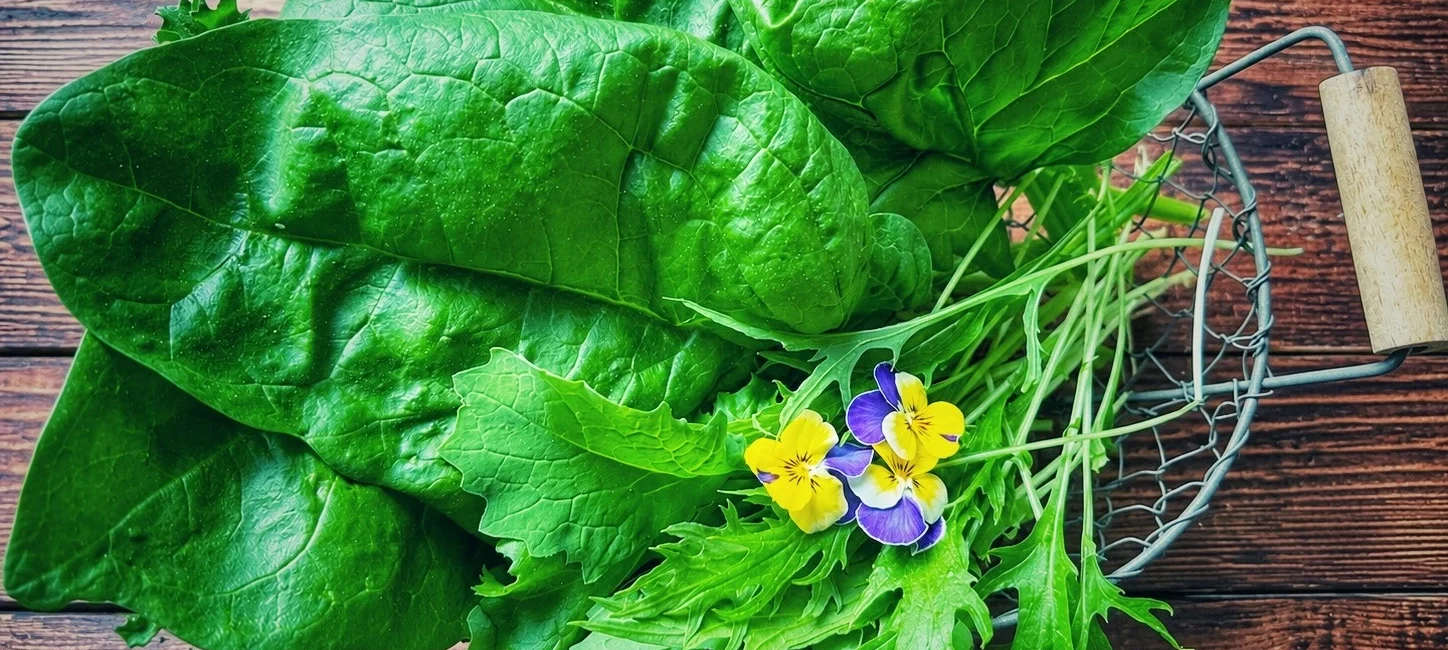 Balkon Ernte mit frischem Blattgem&uuml;se aus dem Balkongarten