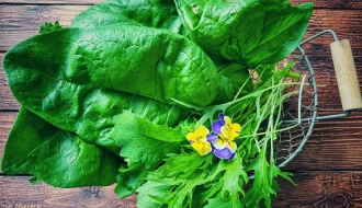 Balkon Ernte mit frischem Blattgem&uuml;se aus dem Balkongarten
