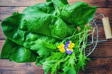 Balkon Ernte mit frischem Blattgemüse aus dem Balkongarten