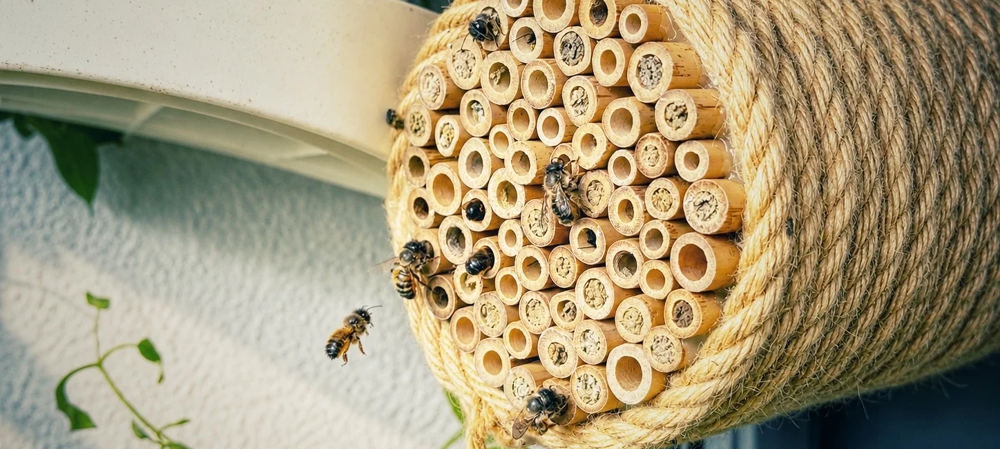 Mehrere Wildbienen an einer fast vollständig belegten Nisthilfe aus Bambusröhrchen auf einem Balkon.