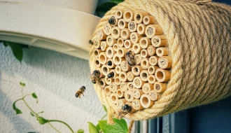 Mehrere Wildbienen an einer fast vollständig belegten Nisthilfe aus Bambusröhrchen auf einem Balkon.