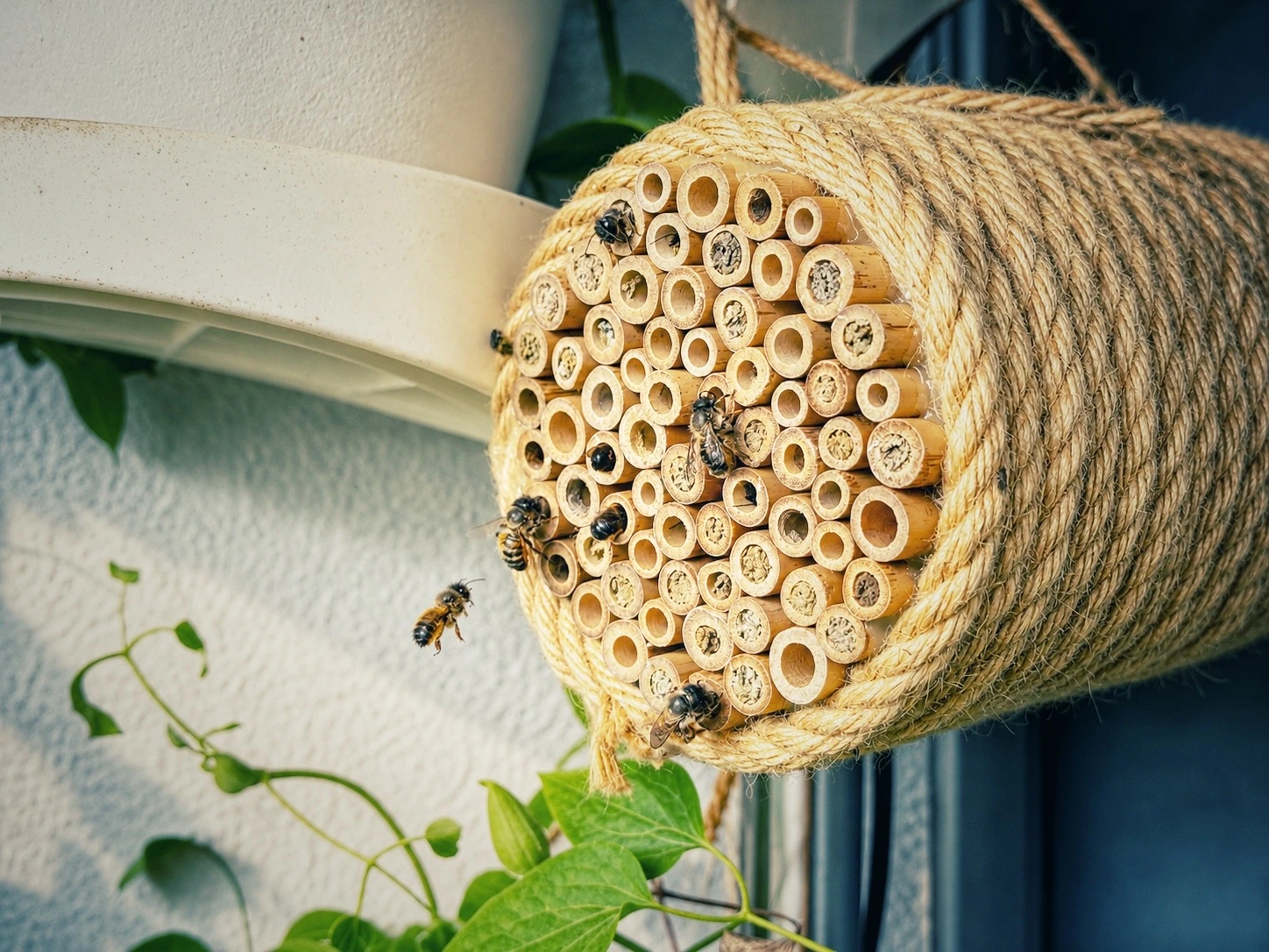 Mehrere Wildbienen an einer fast vollständig belegten Nisthilfe aus Bambusröhrchen auf einem Balkon.