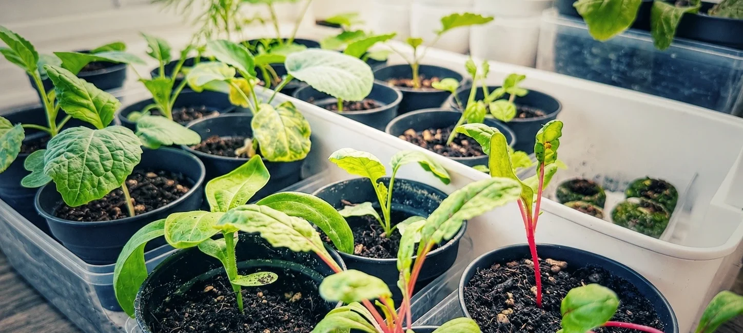 Jungpflanzen in kleinen Töpfen und Anzuchtschalen