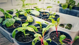 Jungpflanzen in kleinen Töpfen und Anzuchtschalen