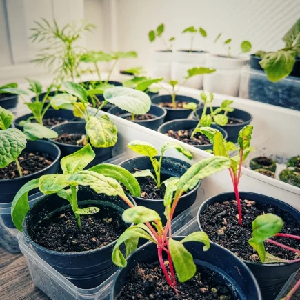 Jungpflanzen in kleinen Töpfen und Anzuchtschalen