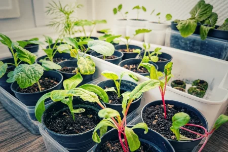 Jungpflanzen in kleinen T&ouml;pfen und Anzuchtschalen
