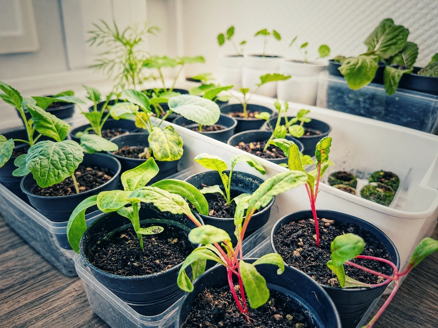 Jungpflanzen in kleinen Töpfen und Anzuchtschalen