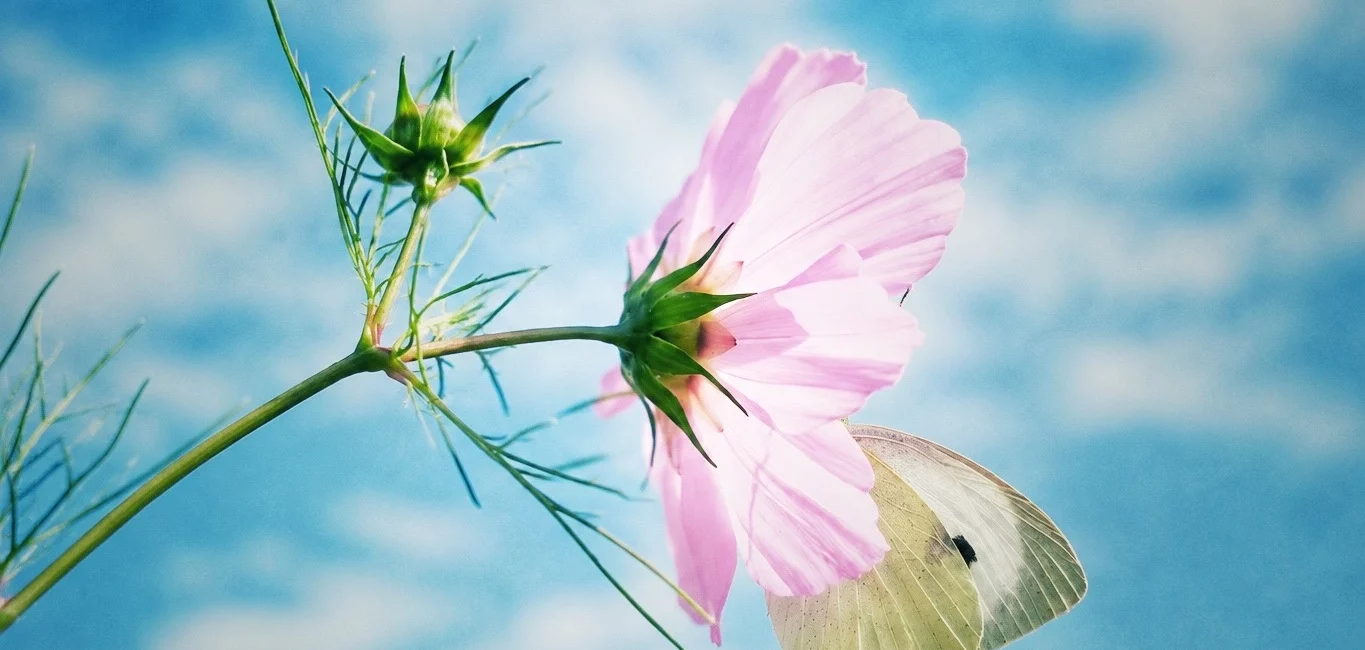 Schmetterling an einer rosa Cosmea-Blüte vor blauem Himmel