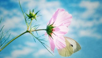 Schmetterling an einer rosa Cosmea-Blüte vor blauem Himmel