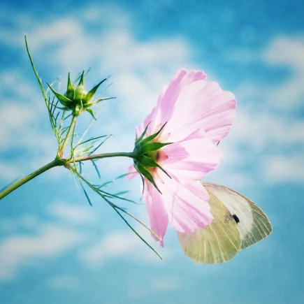 Schmetterling an einer rosa Cosmea-Blüte vor blauem Himmel