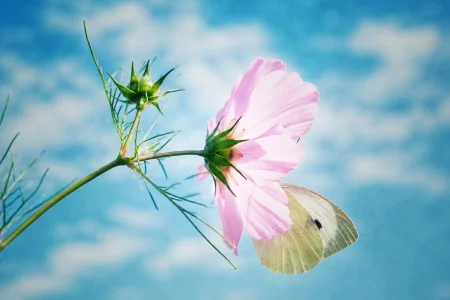 Schmetterling an einer rosa Cosmea-Blüte vor blauem Himmel
