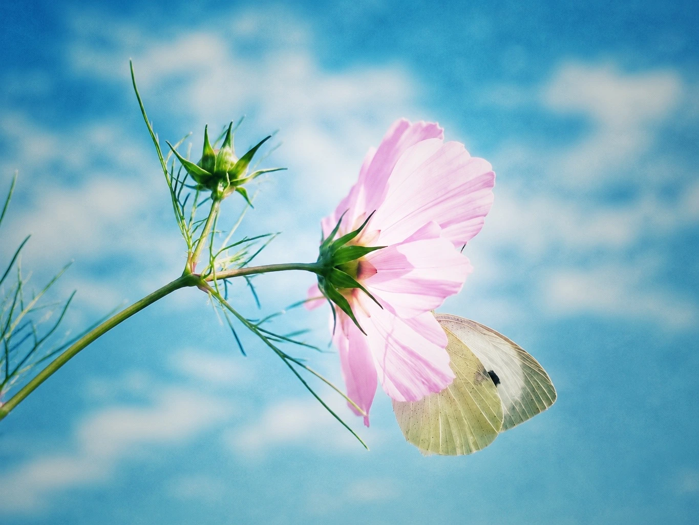 Schmetterling an einer rosa Cosmea-Blüte vor blauem Himmel