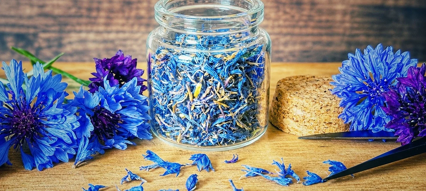 Getrocknete Kornblumen in einem Vorratsglas mit frischen Kornblumen auf einem Holzbrett.