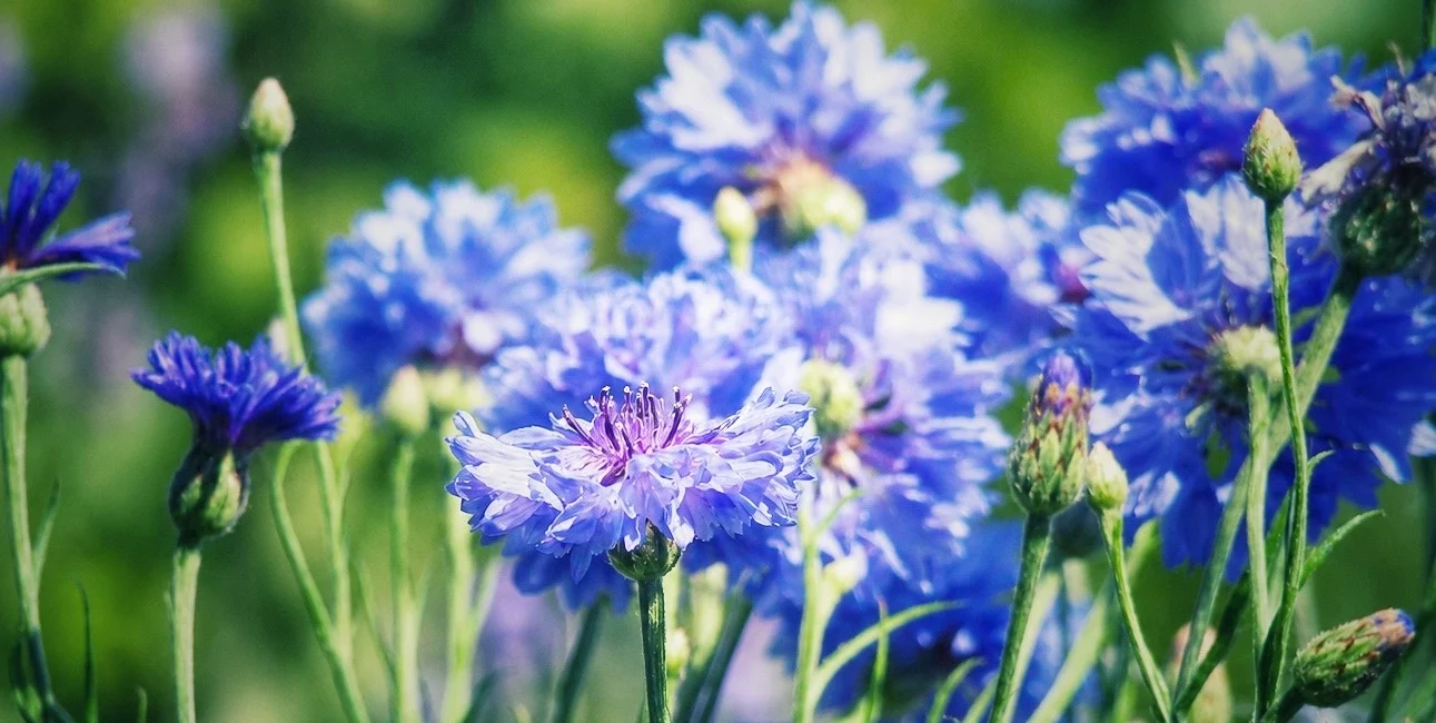 Mehrere blaue Kornblumen in voller Blüte auf einem sonnigen Balkon.