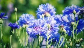 Mehrere blaue Kornblumen in voller Blüte auf einem sonnigen Balkon.