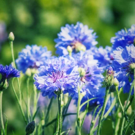 Mehrere blaue Kornblumen in voller Blüte auf einem sonnigen Balkon.