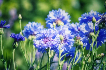Mehrere blaue Kornblumen in voller Blüte auf einem sonnigen Balkon.
