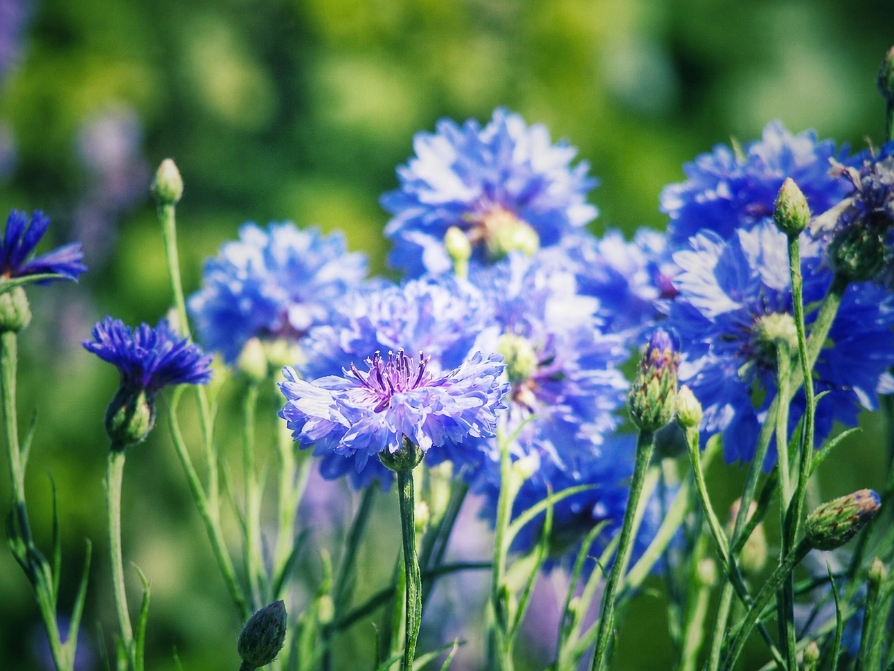 Mehrere blaue Kornblumen in voller Blüte auf einem sonnigen Balkon.