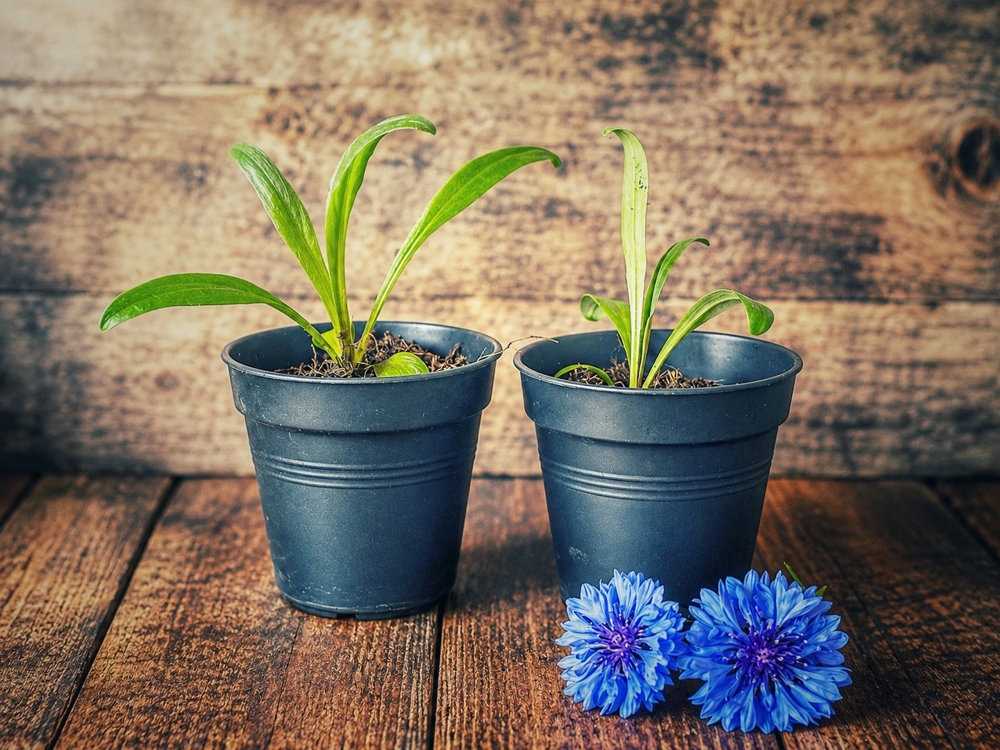 Kornblumen auf dem Balkon: Eine Blume mit vielen Vorteilen