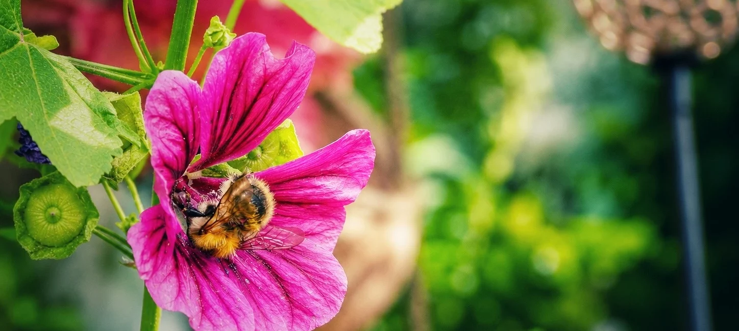 Hummel auf einer pinken Malvenblüte im Balkongarten im Juli