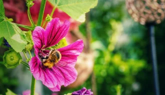Hummel auf einer pinken Malvenblüte im Balkongarten im Juli