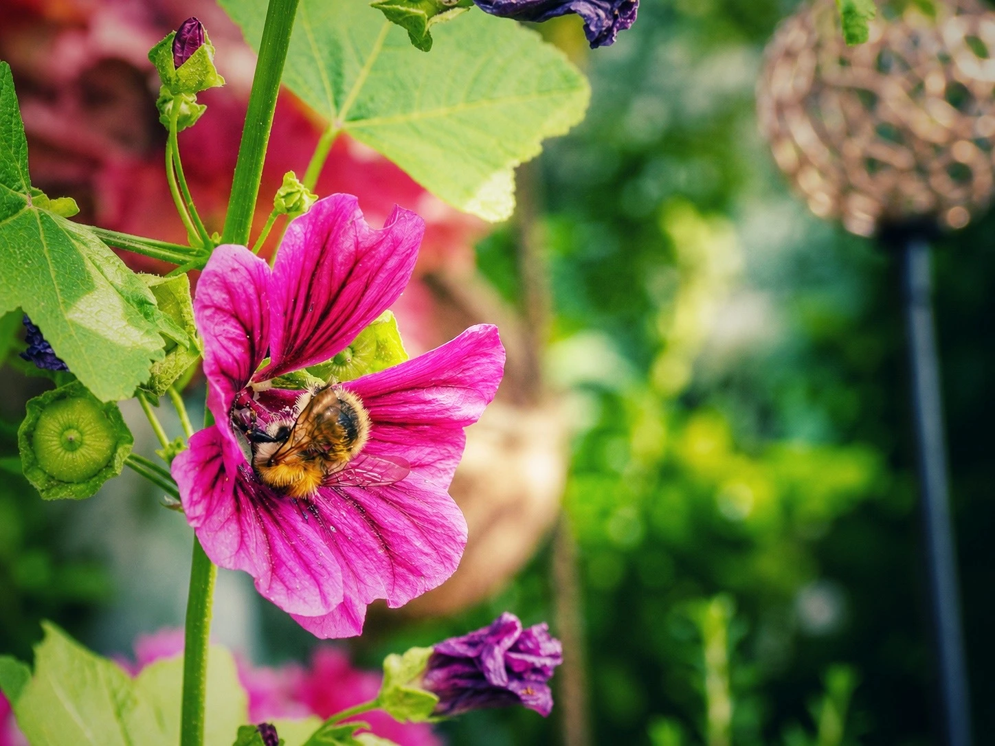 Hummel auf einer pinken Malvenblüte im Balkongarten im Juli