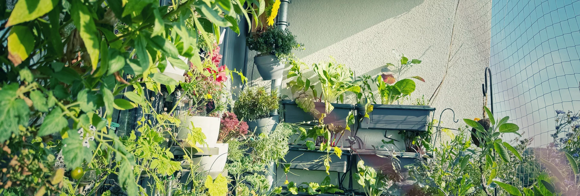 &Uuml;ppig bepflanzter Balkongarten im August mit Gem&uuml;se, Kr&auml;utern und bl&uuml;hender Staudensonnenblume