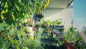 &Uuml;ppig bepflanzter Balkongarten im August mit Gem&uuml;se, Kr&auml;utern und bl&uuml;hender Staudensonnenblume