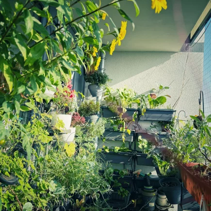 Üppig bepflanzter Balkongarten im August mit Gemüse, Kräutern und blühender Staudensonnenblume