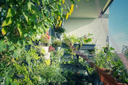 Üppig bepflanzter Balkongarten im August mit Gemüse, Kräutern und blühender Staudensonnenblume