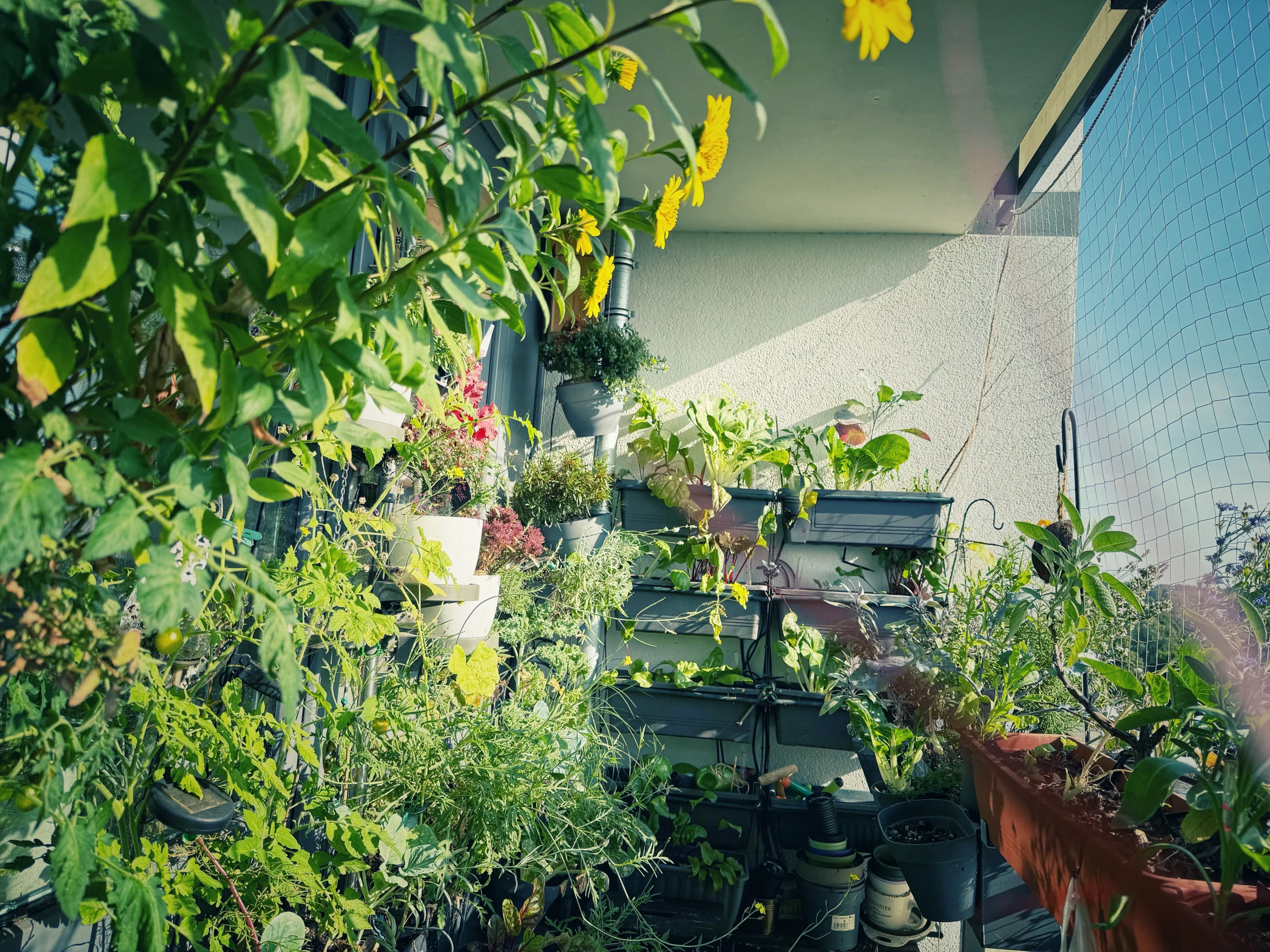 &Uuml;ppig bepflanzter Balkongarten im August mit Gem&uuml;se, Kr&auml;utern und bl&uuml;hender Staudensonnenblume