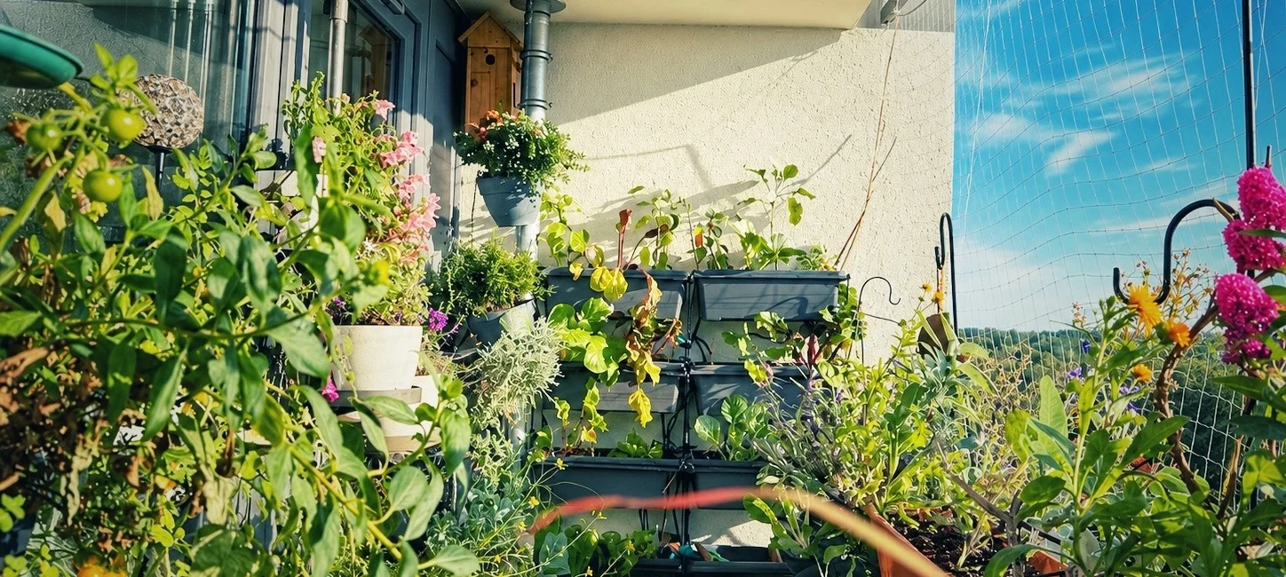 &Uuml;ppig bepflanzter Balkon mit Gem&uuml;se, Kr&auml;utern und Bl&uuml;ten im September